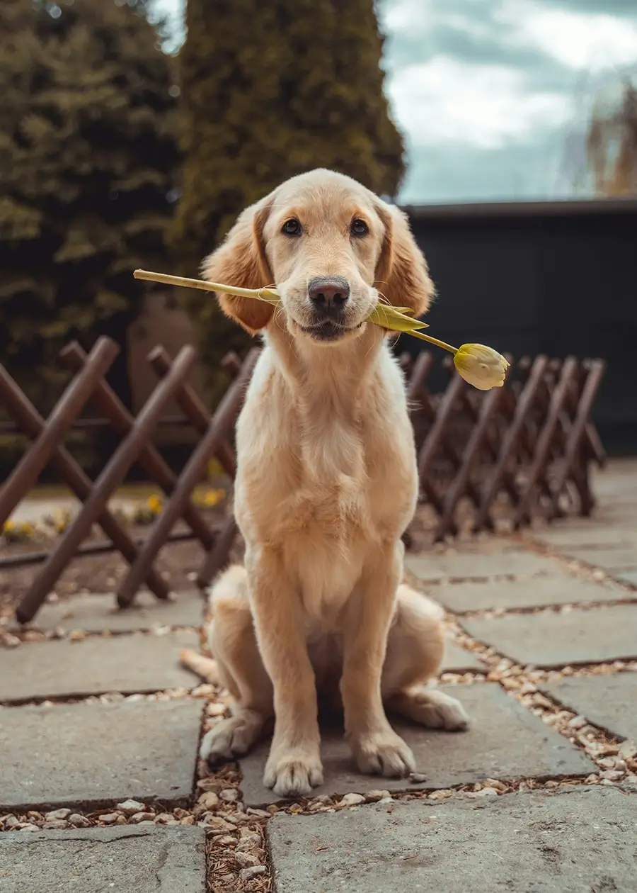 Dog-Friendly-Moving-Tips-Milton-Keynes-and-Bedford