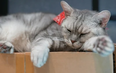 Pet-Friendly Moving Tips: 8+1 Key Reasons to Choose Specialised House Removal Services